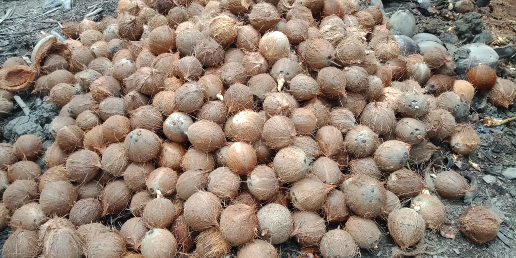 Copra (dried coconut)