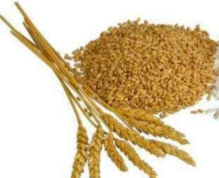 Whole Grain Wheat