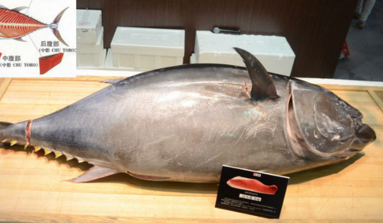 Iced bluefin tuna