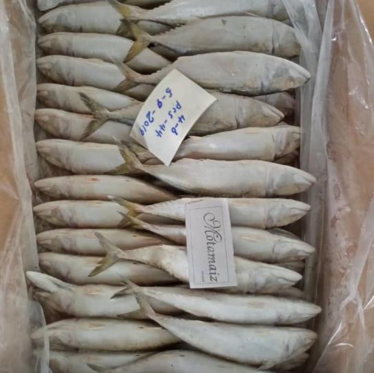 Supply Loading Frozen Indian Mackerel (Motamaiz Brand) Seafood fish