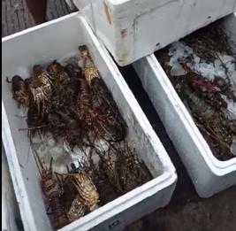 Offer lobster big size imported seafood