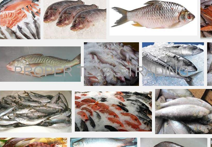queenfish,fish,salmon,tuna,mackerel,tilapia