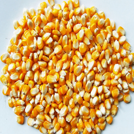 The frozen corn- corn kernels, frozen corn kernels, corn, vacuum packed
