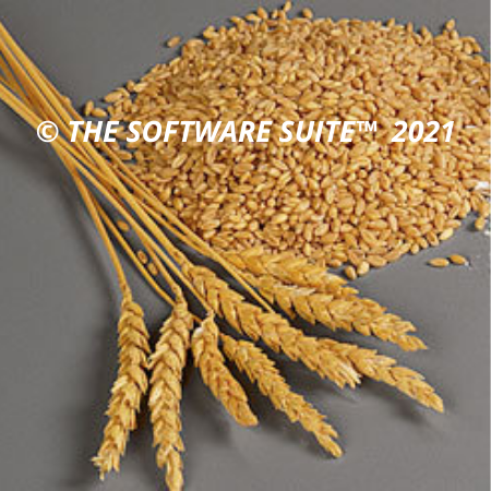 Soft Wheat Grains Non-GMO for Human Consumption