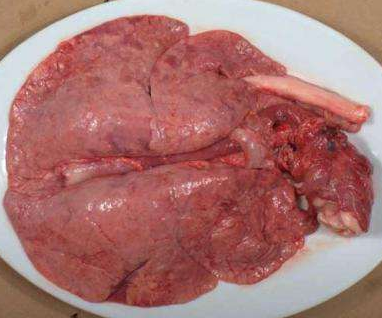 Purchase Import Frozen Food Grade Pig Lung
