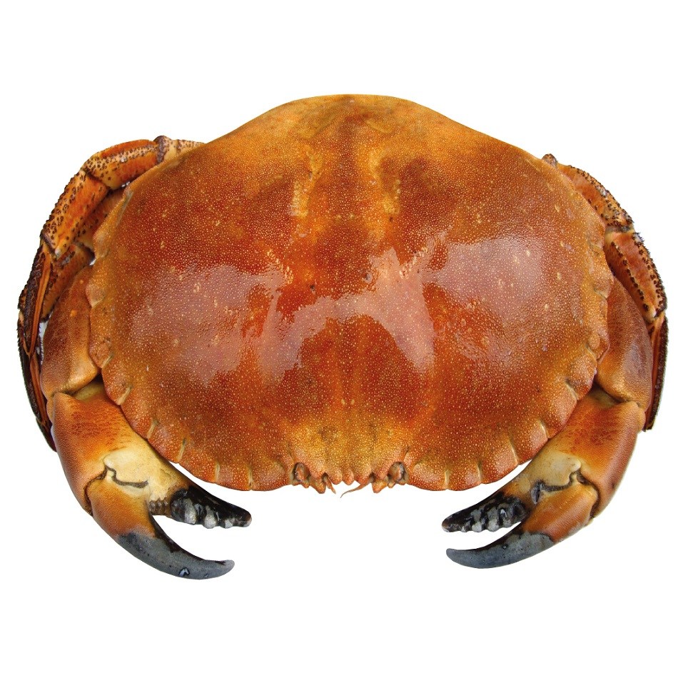 Fresh buey de mar Zodiac crab