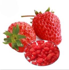 High nutritional value Premium Quality Strawberry dried fruit