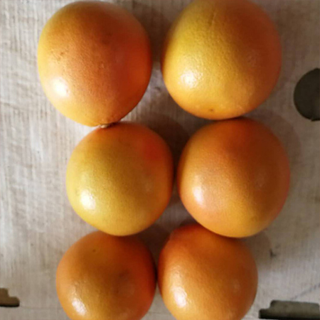Imported fruit, grapefruit, South Africa.