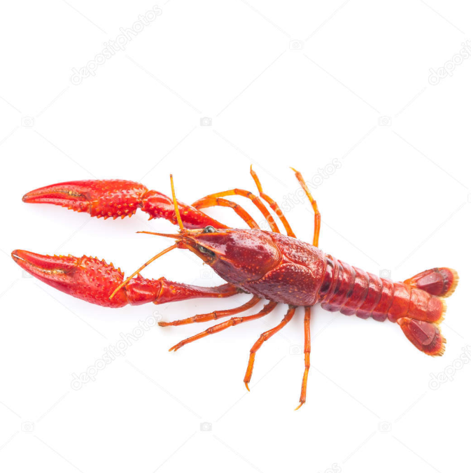 Nigerian crayfish Nigerian crayfishes