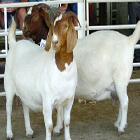 Buy imported frozen goat meat essence, pure Boer frozen goat essence, German frozen goat essence, etc