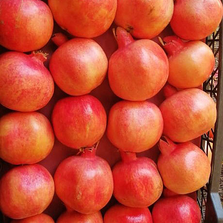 Egyptian Fresh Pomegranate Fruit