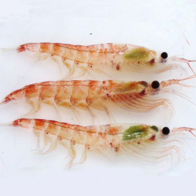 Purchase Antarctic krill frozen shrimp