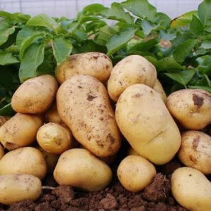 Potatoes of excellent quality