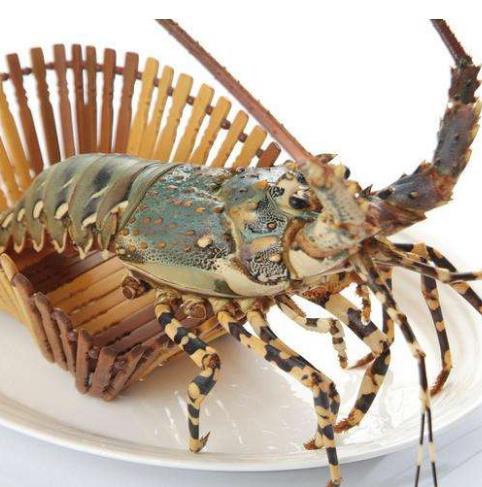 Purchase Australian Lobster