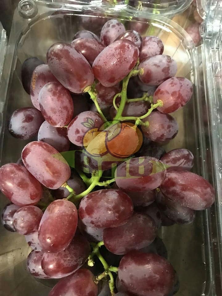 Supply fresh grapes available with high quality and competitive price 