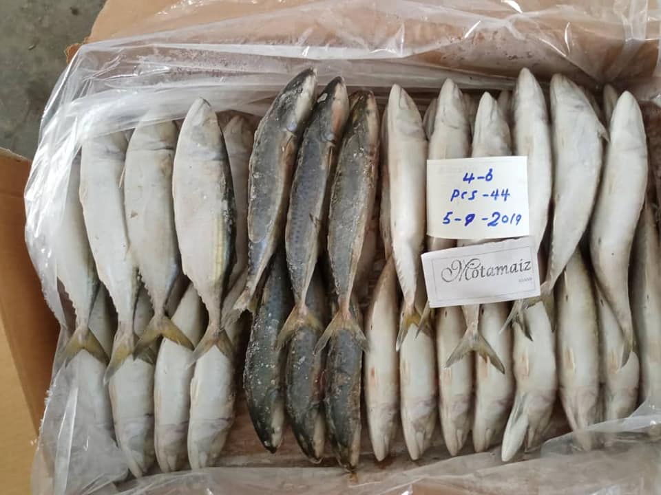 Supply Frozen Indian Mackerel Yemen Origin