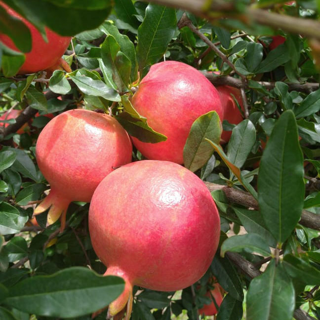Indian pomegranate