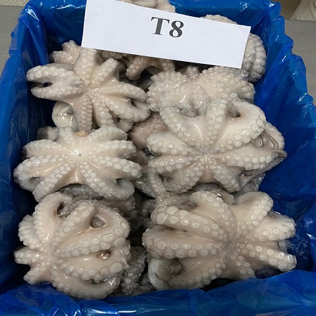 SupplyMoroccan Octopus 