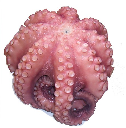 Sushi Big Octopus Chlorella Vulgaris Cooked Frozen Fresh Seafood