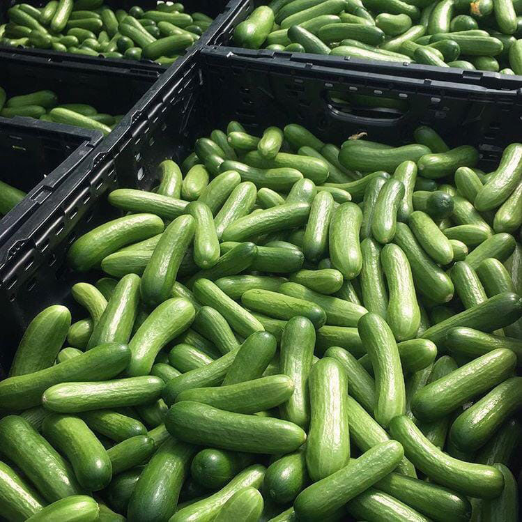 Offer Indian Cucumbers Crops Vegetable 